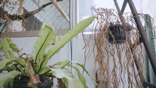 有关室内, 悬挂植物, 枯叶的免费素材视频