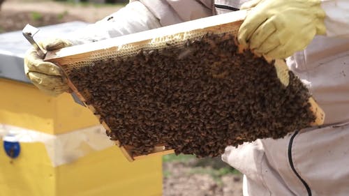 有关一群, 休闲活动, 养蜂场的免费素材视频