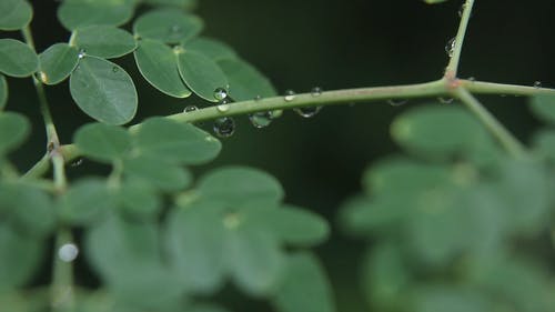 有关分支机构, 天性, 手持拍摄的免费素材视频