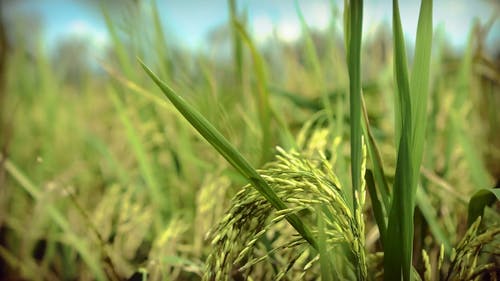 有关arrozfantástico, planta??od&#39;arroz, 下田的免费素材视频