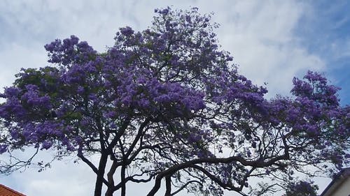 有关低角度拍摄, 季节, 开花的树的免费素材视频