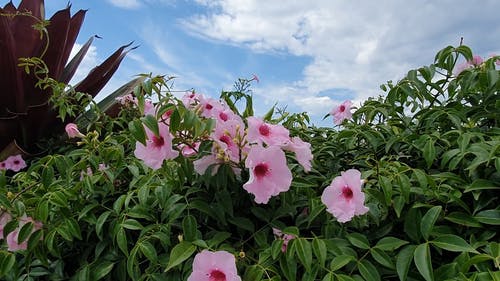 有关天性, 天空, 工厂的免费素材视频