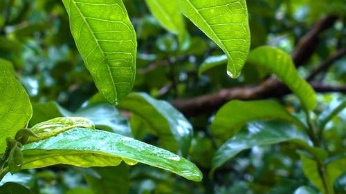 有关下雨, 天性, 专注的免费素材视频