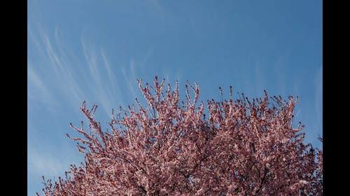 有关天空, 樱花, 游戏中时光倒流的免费素材视频