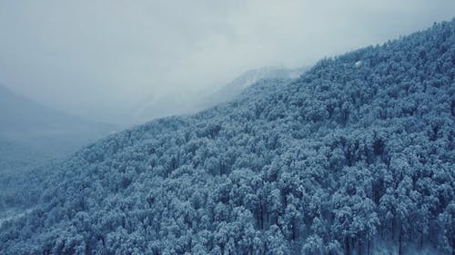 有关冬季, 冷, 森林的免费素材视频