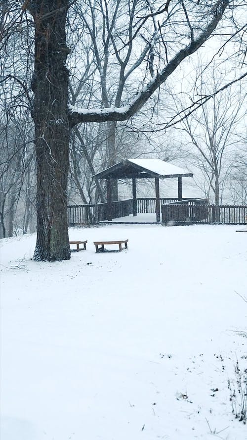 有关下雪, 垂直视频, 慢动作的免费素材视频