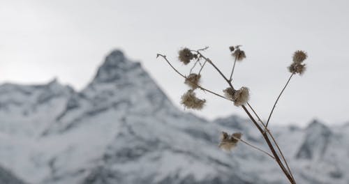 有关下雪的天气, 冬季, 冷的免费素材视频