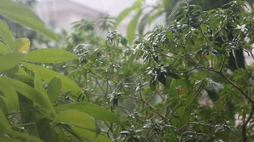 有关下雨天, 植物, 树叶的免费素材视频