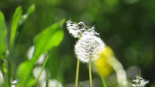 有关多风, 天性, 户外的免费素材视频