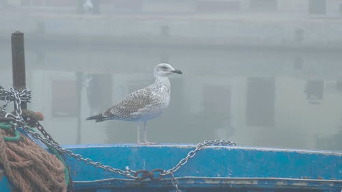 有关4k, 户外, 手持拍摄的免费素材视频