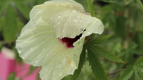 有关工厂, 植物群, 湿的免费素材视频