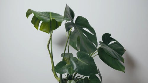 有关monstera deliciosa, 天性, 工厂的免费素材视频