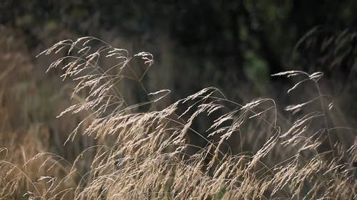 有关天性, 户外, 特写的免费素材视频