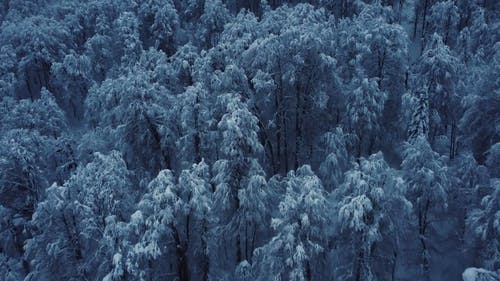 有关冬季, 冷, 树木的免费素材视频