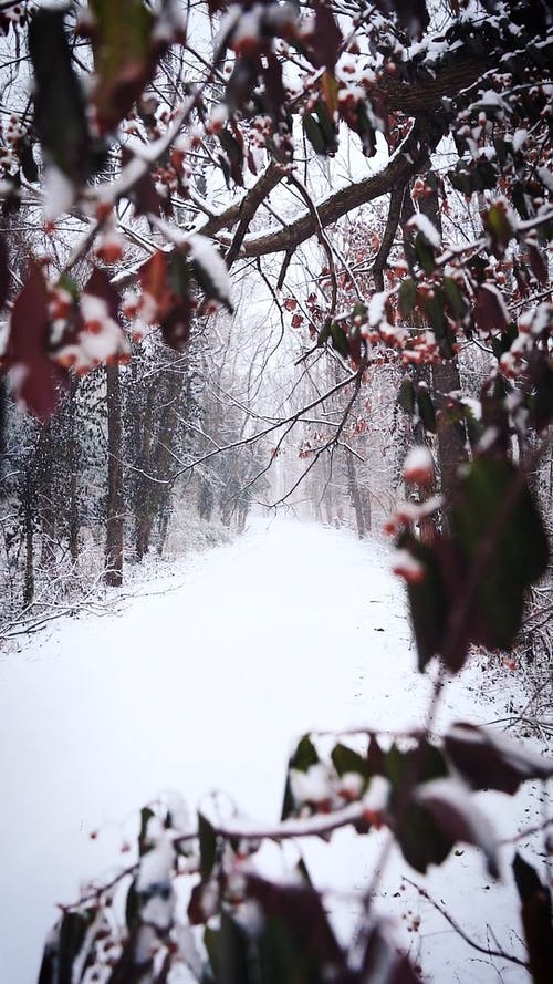 有关下雪, 垂直视频, 慢动作的免费素材视频