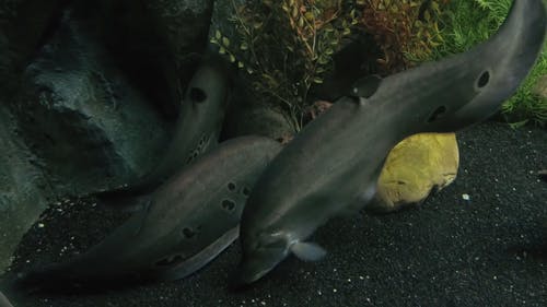 有关水, 水族馆, 水生动物的免费素材视频