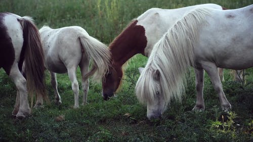 有关养马, 动物, 动物摄影的免费素材视频