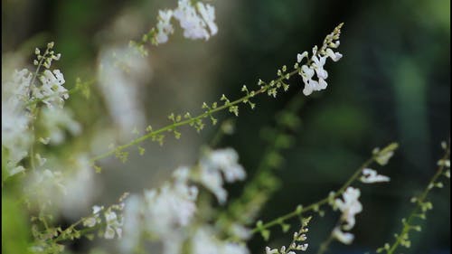 有关多风, 天性, 宏观的免费素材视频