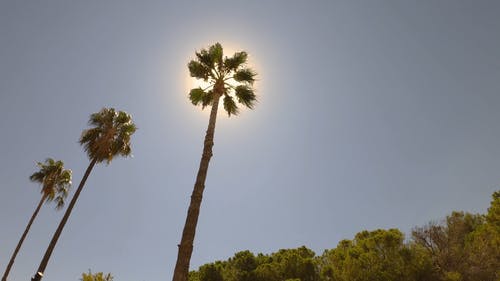 有关天空, 太阳, 棕榈树的免费素材视频