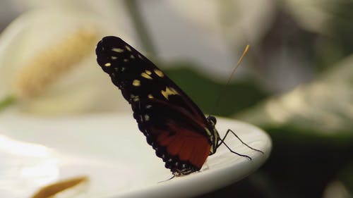 有关天性, 昆虫, 昆虫学的免费素材视频