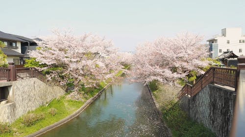 有关天性, 户外, 日本的免费素材视频