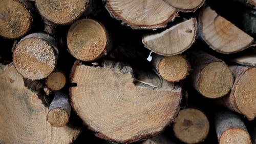 有关木材, 森林, 树干的免费素材视频