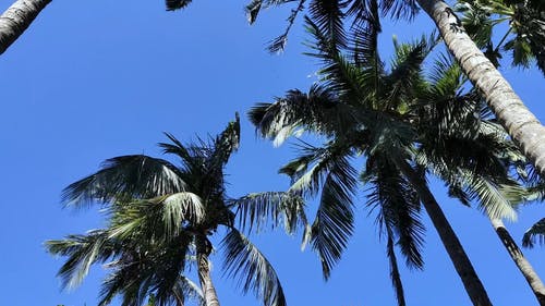 有关低角度拍摄, 夏天, 多风的免费素材视频