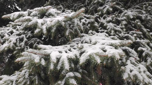 有关冬季, 大雪覆盖, 天气的免费素材视频