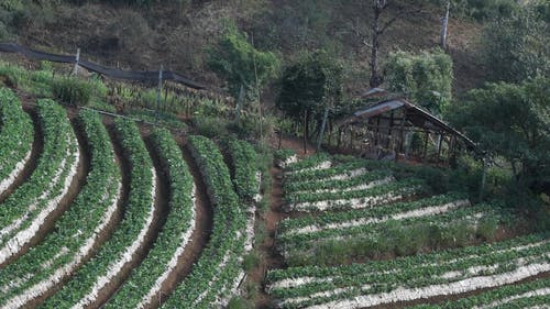 有关农业用地, 天性, 平移拍摄的免费素材视频