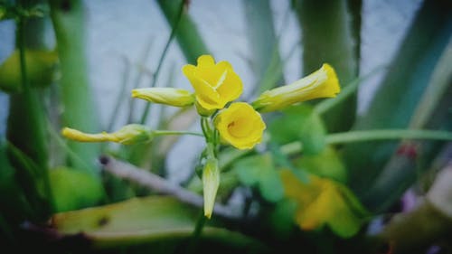 有关浅焦点, 花, 花蕾的免费素材视频