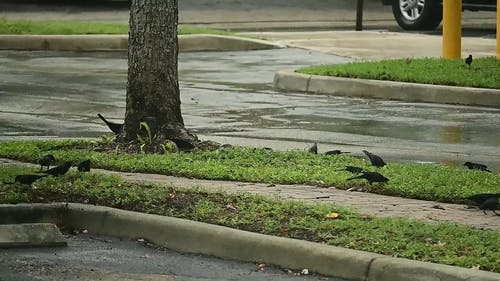 有关下雨, 下雨天, 动物的免费素材视频