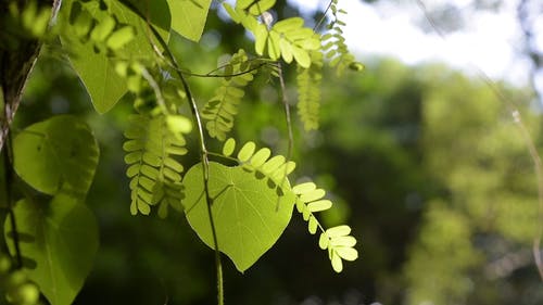 有关户外, 植物, 模糊的背景的免费素材视频