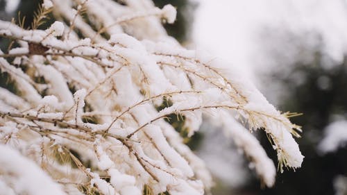 有关冬季, 大雪覆盖, 户外的免费素材视频