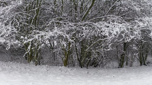 有关冬季, 土地, 大雪覆盖的免费素材视频