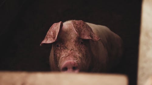 有关家畜, 猪, 豕的免费素材视频