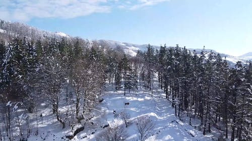 有关冬季, 冷, 天性的免费素材视频