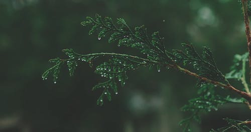 有关下雨, 天性, 户外的免费素材视频