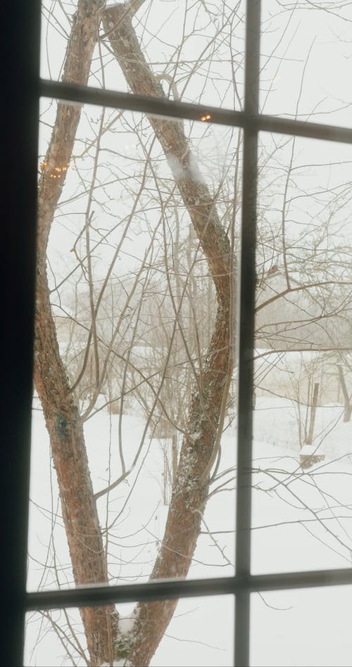 有关下雪, 下雪的, 下雪的天气的免费素材视频