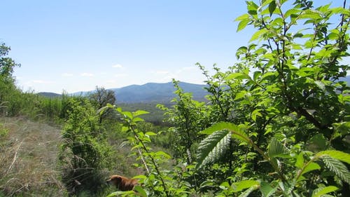 有关天性, 山, 户外的免费素材视频