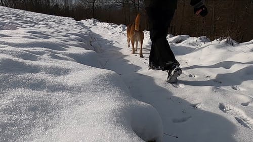 有关下雪的天气, 冬季, 冷的免费素材视频