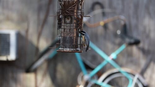 有关@户外, carolina wren, 和平的的免费素材视频