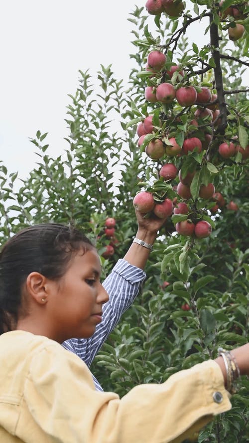 妇女从树上摘新鲜苹果 · 免费素材视频