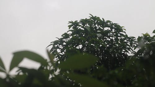 有关下雨, 不清楚, 增长的免费素材视频