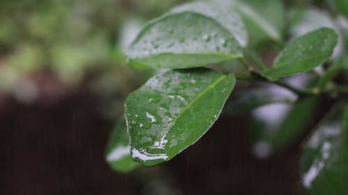 有关天气, 暴风雨, 树叶的免费素材视频