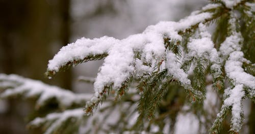 有关冬季, 冷, 大雪覆盖的免费素材视频