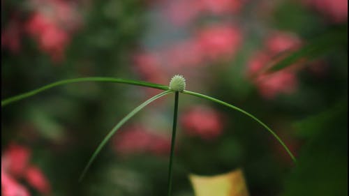 有关天性, 宏观, 工厂的免费素材视频