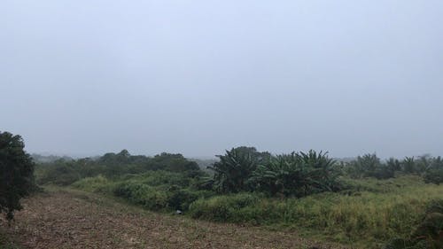 有关下雨, 优美的风景, 天性的免费素材视频