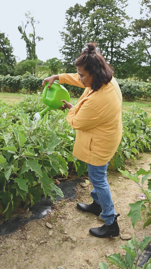 一个女人用塑料桶洒水器给她的作物浇水 · 免费素材视频