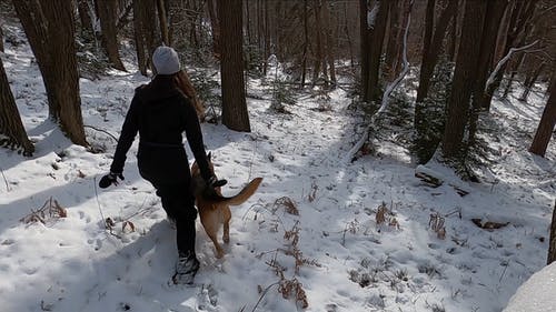 有关下雪的天气, 人类最好的朋友, 伴侣的免费素材视频