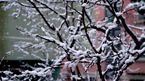 有关下雪, 冬季, 无叶树的免费素材视频